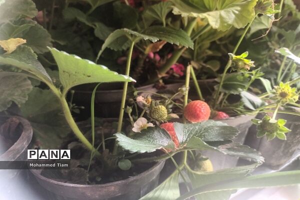 شکوفه‌های بهاری در چشمه‌ها
