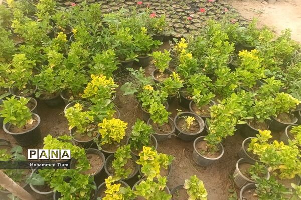شکوفه‌های بهاری در چشمه‌ها