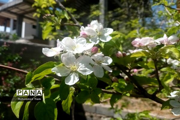 شکوفه‌های بهاری در چشمه‌ها