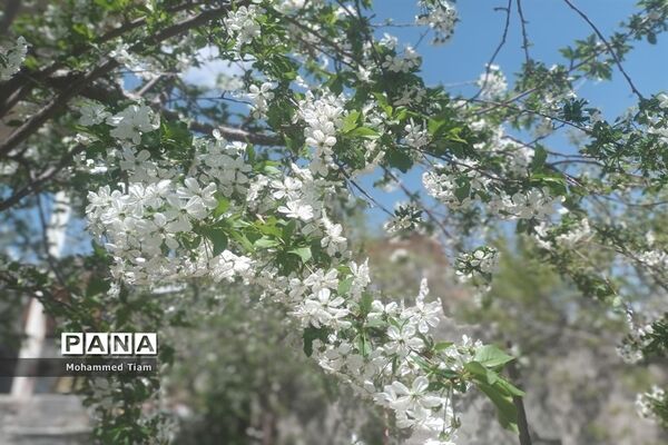 شکوفه‌های بهاری در چشمه‌ها