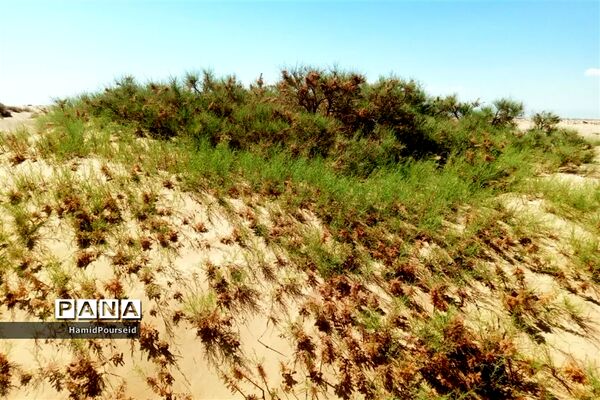 زیبایی‌های کویر و بیابان ابرکوه