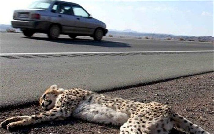 آخرین وضعیت طرح ایمن‌سازی جاده عباس‌آباد برای حفاظت از یوزپلنگ آسیایی