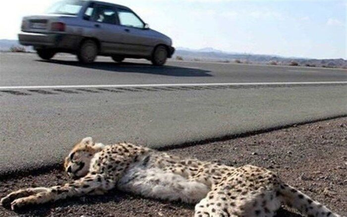آخرین وضعیت طرح ایمن‌سازی جاده عباس‌آباد برای حفاظت از یوزپلنگ آسیایی