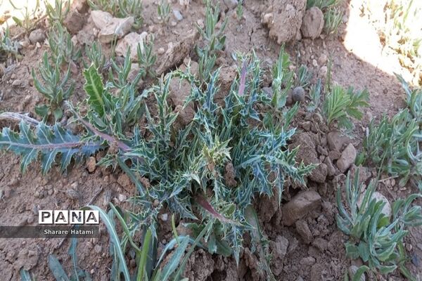 طبیعت زیبای روستای بارده، کرسنک