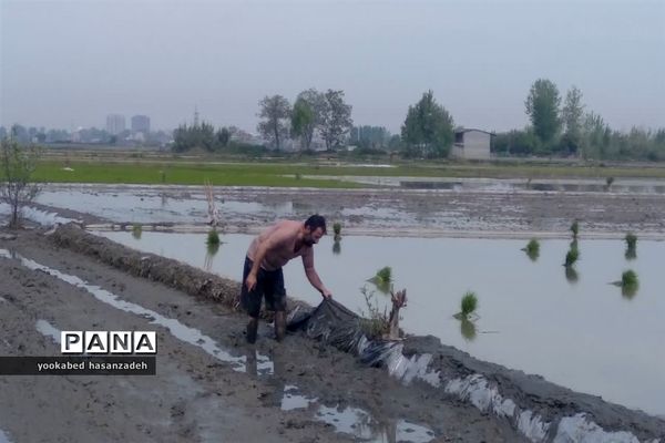 شروع کار نشاکاران مازندرانی در محمودآباد