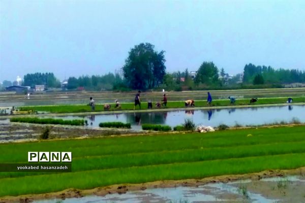 شروع کار نشاکاران مازندرانی در محمودآباد
