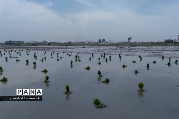 شروع کار نشاکاران مازندرانی در محمودآباد