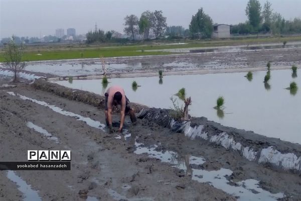 شروع کار نشاکاران مازندرانی در محمودآباد