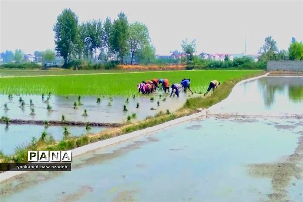 شروع کار نشاکاران مازندرانی در محمودآباد