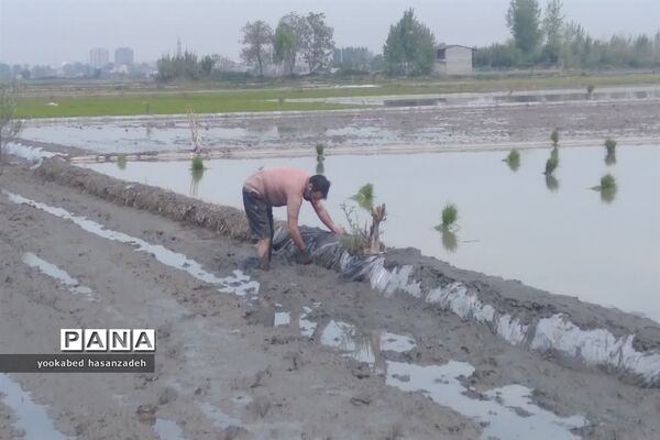 شروع کار نشاکاران مازندرانی در محمودآباد