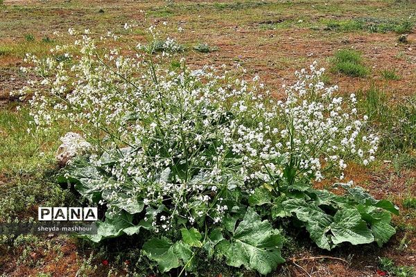 طبیعت زیبا و بکر سرخه حصار تهران