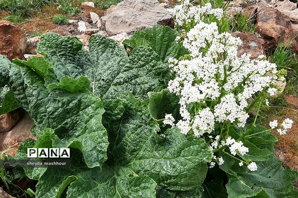 طبیعت زیبا و بکر سرخه حصار تهران