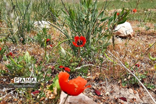طبیعت زیبا و بکر سرخه حصار تهران