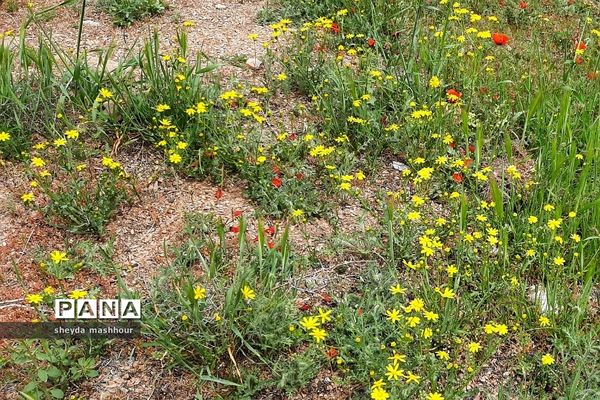 طبیعت زیبا و بکر سرخه حصار تهران