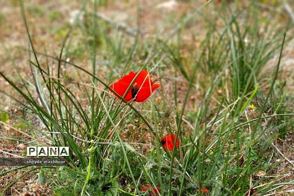 طبیعت زیبا و بکر سرخه حصار تهران