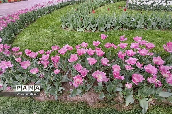 باغ گل کرج
