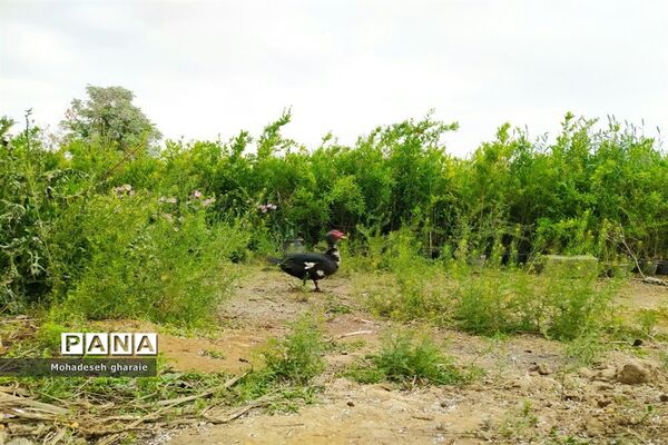 بازدید دانش‌آموزان دبیرستان نوشین بختیاری از گلخانه آلاله بخش جوادآباد بمناسبت هفته مشاغل