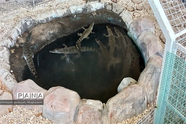 تاسیس پارک کروکودیل با بیش از ۸۰ کروکودیل متفاوت