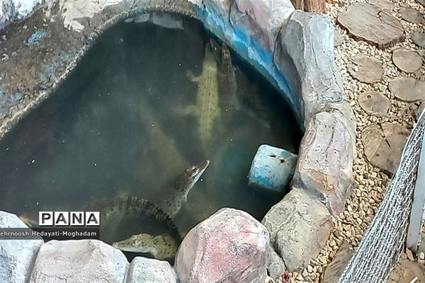 تاسیس پارک کروکودیل با بیش از ۸۰ کروکودیل متفاوت