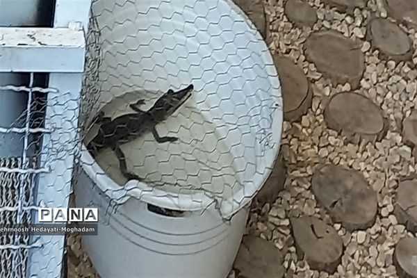 تاسیس پارک کروکودیل با بیش از ۸۰ کروکودیل متفاوت