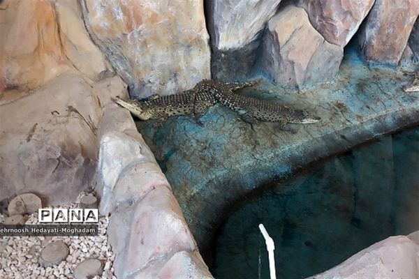 تاسیس پارک کروکودیل با بیش از ۸۰ کروکودیل متفاوت