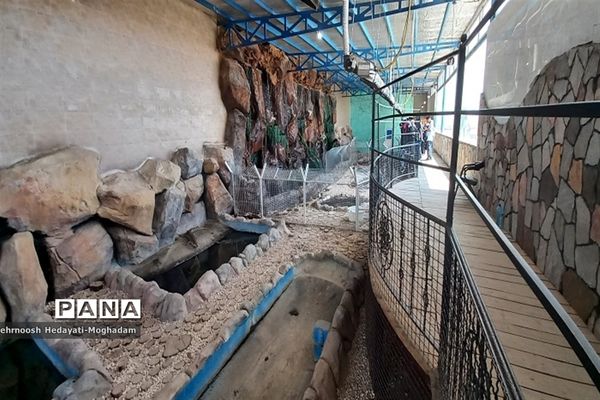 تاسیس پارک کروکودیل با بیش از ۸۰ کروکودیل متفاوت