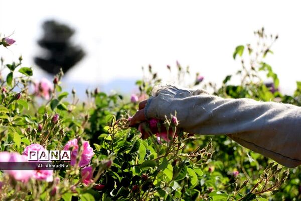 برداشت گل محمدی از مزارع جعفرآباد قم