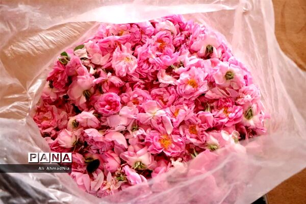 برداشت گل محمدی از مزارع جعفرآباد قم