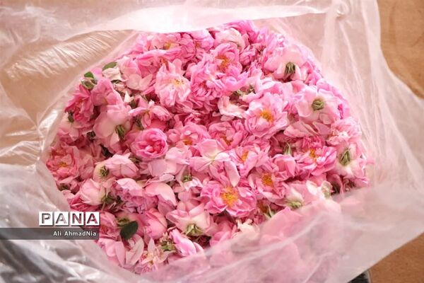 برداشت گل محمدی از مزارع جعفرآباد قم
