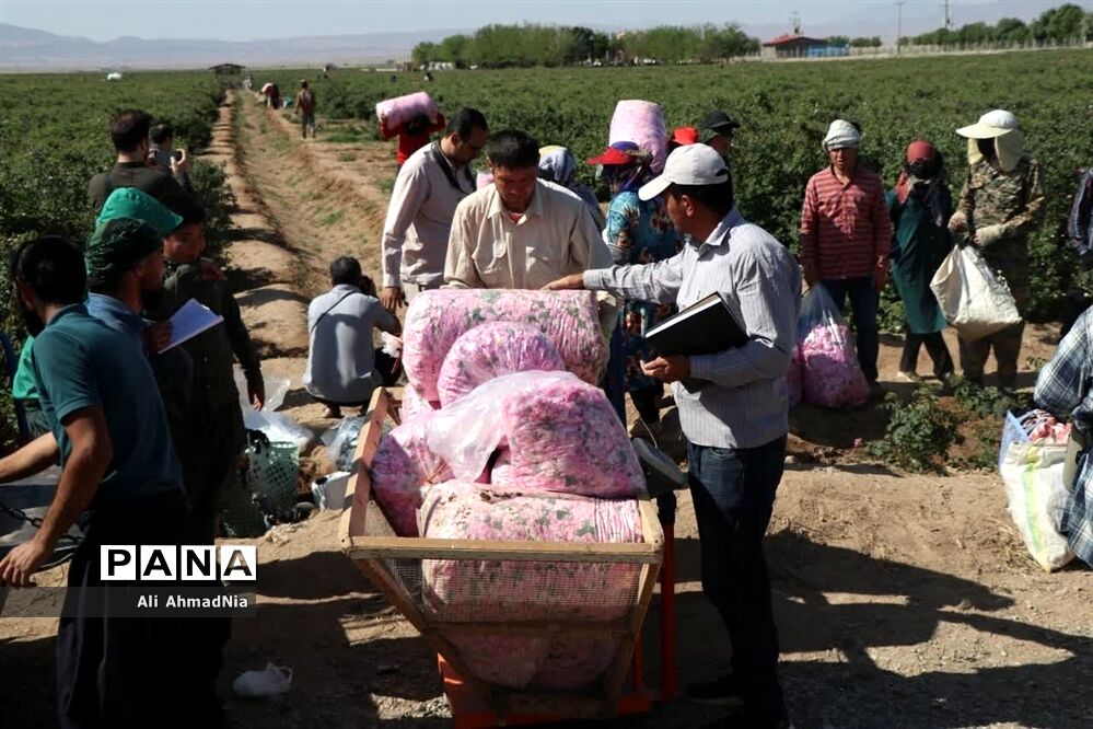 برداشت گل محمدی از مزارع جعفرآباد قم