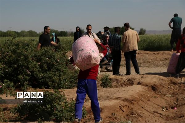 برداشت گل محمدی از مزارع جعفرآباد قم
