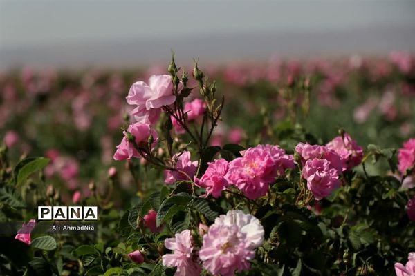 برداشت گل محمدی از مزارع جعفرآباد قم