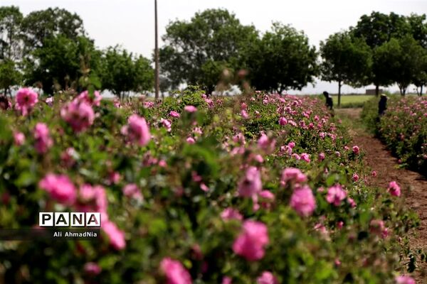 برداشت گل محمدی از مزارع جعفرآباد قم