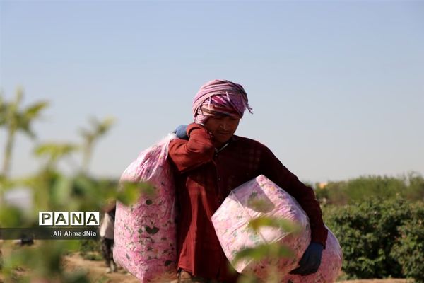 برداشت گل محمدی از مزارع جعفرآباد قم
