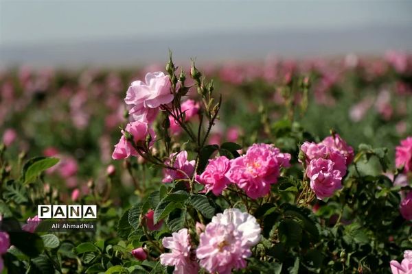 برداشت گل محمدی از مزارع جعفرآباد قم