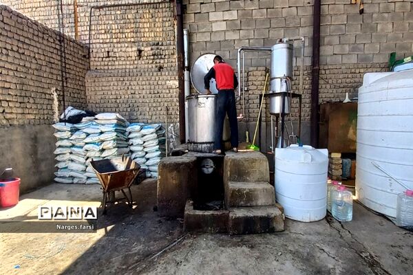 برداشت گل محمدی از مزارع شهرستان جعفرآباد قم