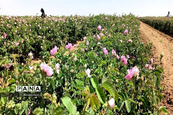 برداشت گل محمدی از مزارع شهرستان جعفرآباد قم