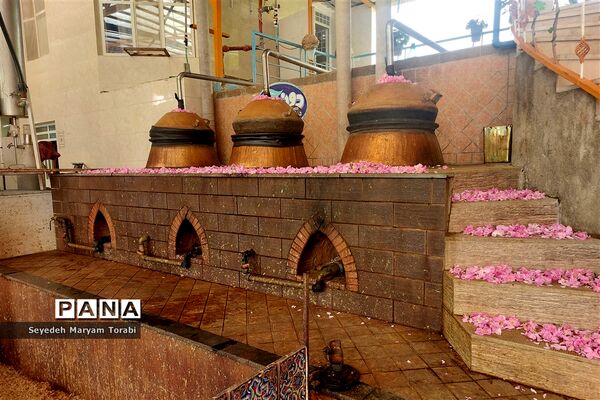 آغاز برداشت گل محمدی از باغات شهر میمند