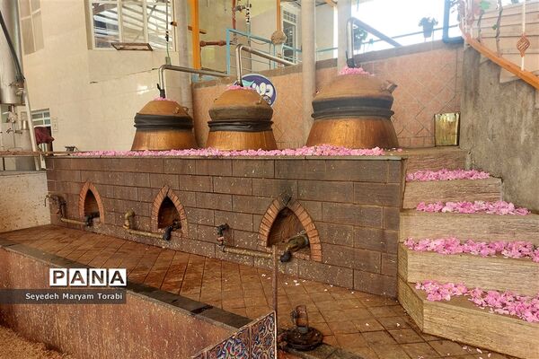 آغاز برداشت گل محمدی از باغات شهر میمند