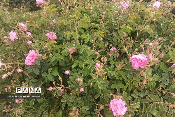 آغاز برداشت گل محمدی از باغات شهر میمند