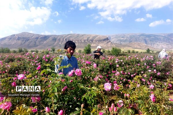 آغاز برداشت گل محمدی از باغات شهر میمند