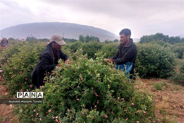 آغاز برداشت گل محمدی از باغات شهر میمند