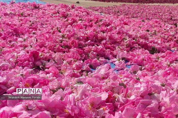 آغاز برداشت گل محمدی از باغات شهر میمند