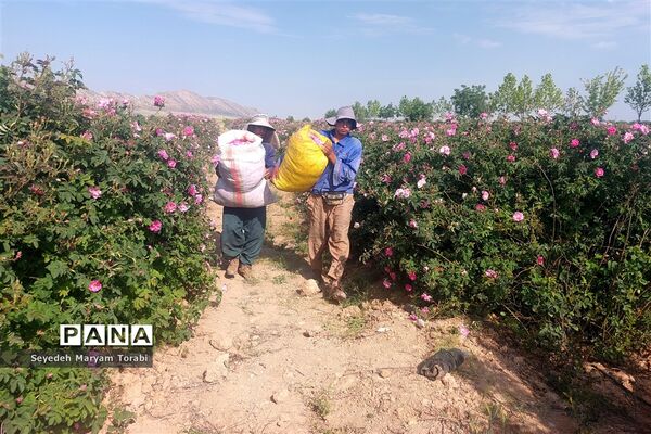 آغاز برداشت گل محمدی از باغات شهر میمند