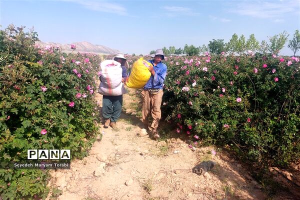 آغاز برداشت گل محمدی از باغات شهر میمند