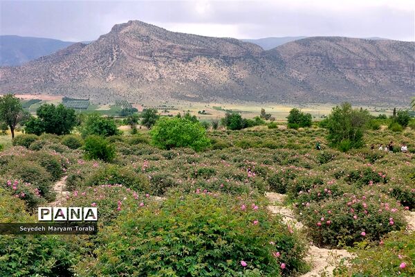 آغاز برداشت گل محمدی از باغات شهر میمند