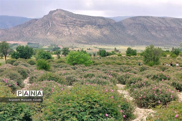 آغاز برداشت گل محمدی از باغات شهر میمند