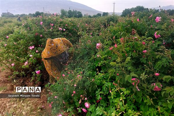 آغاز برداشت گل محمدی از باغات شهر میمند