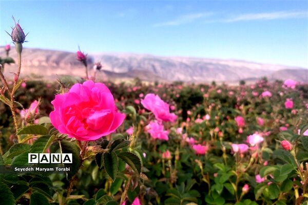 آغاز برداشت گل محمدی از باغات شهر میمند