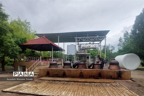 آغاز برداشت گل محمدی از باغات شهر میمند